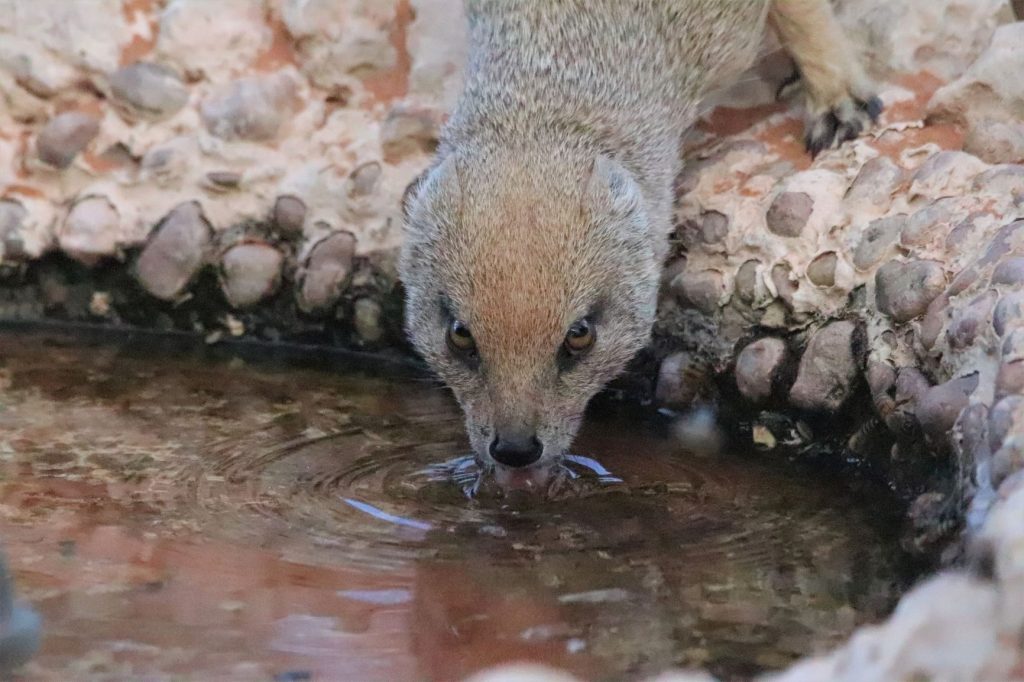 Yellow mongoose drinking
