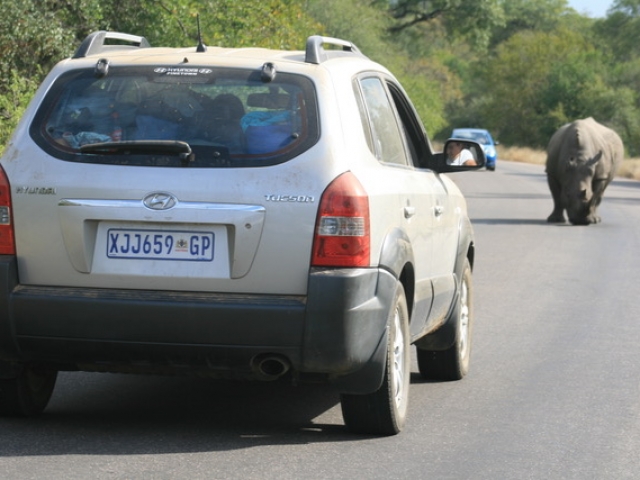 SUV's give you more luggage space and height when game viewing.