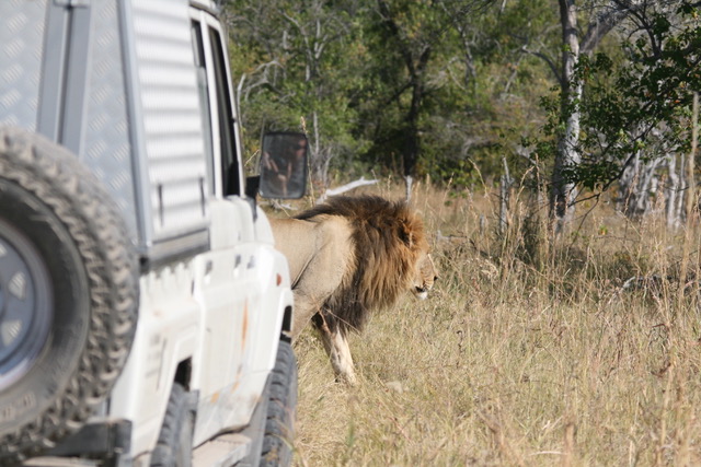 Self Drive Botswana, Moremi Lion