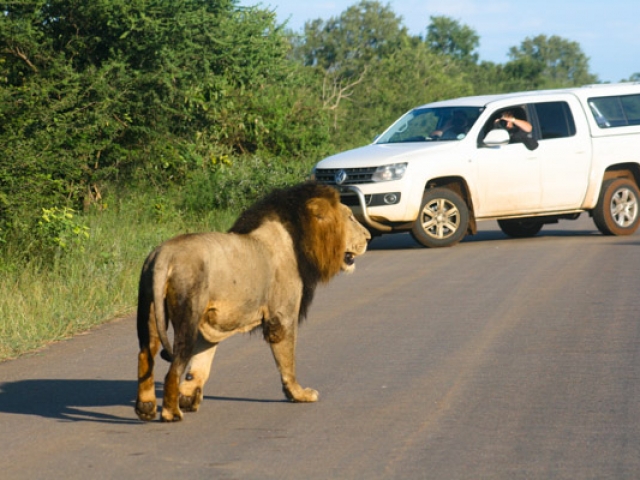 4x4 vehicles are great for game viewing in Kruger.