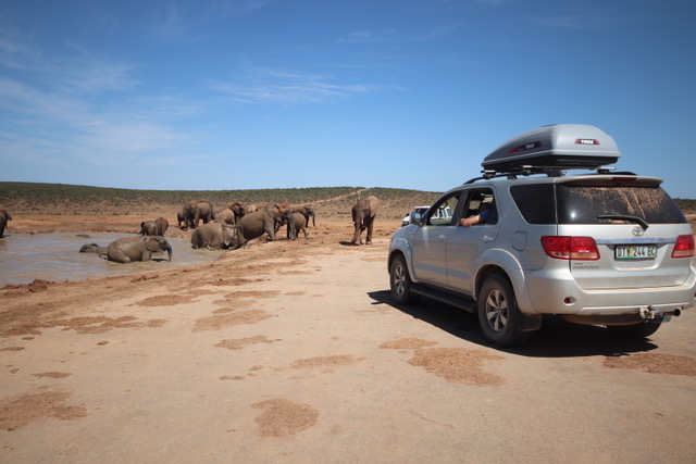 Self drive, Happor Dam, Addo Elephant Park, South Africa