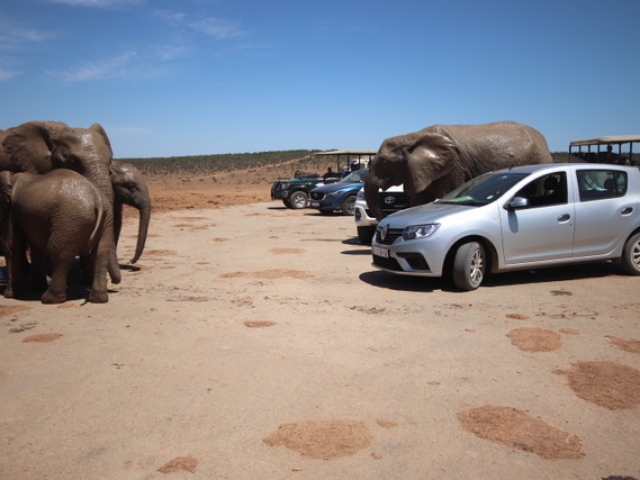 Even in a small sedan you can get up close with the wildlife!