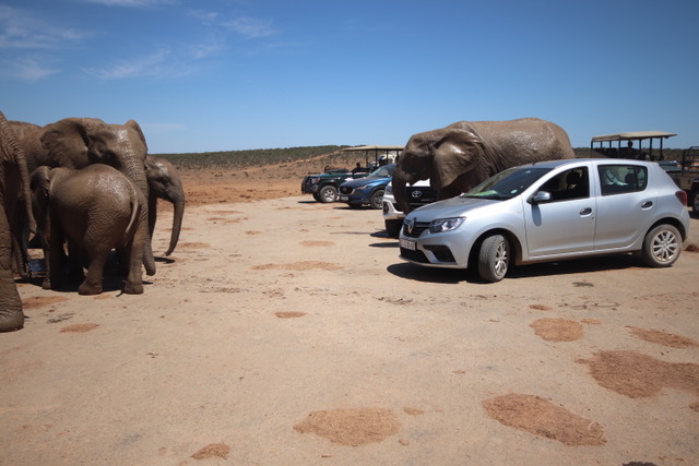 Even in a small sedan you can get up close with the wildlife!
