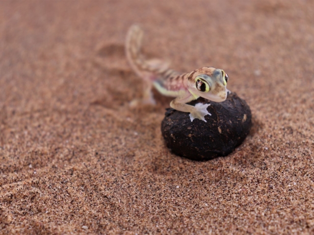 Desert tour Namibia, Swakopmund, gecko