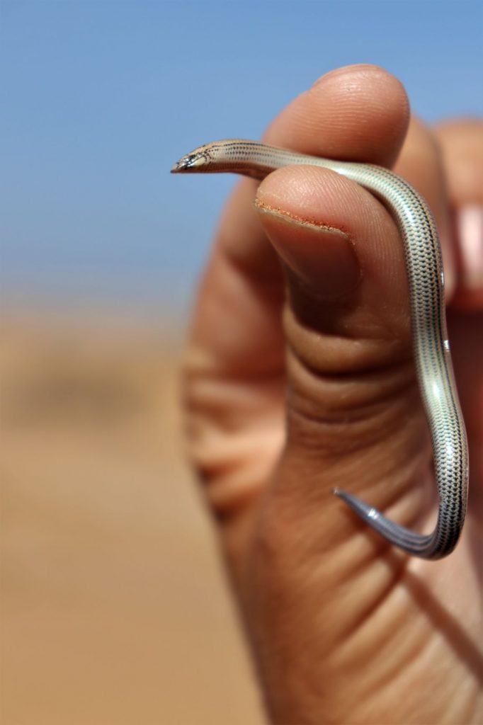 Namibia desert tour