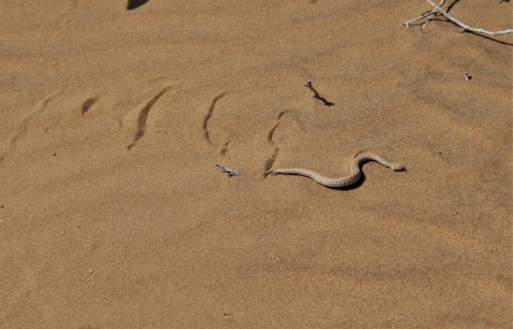 Namibia desert tour