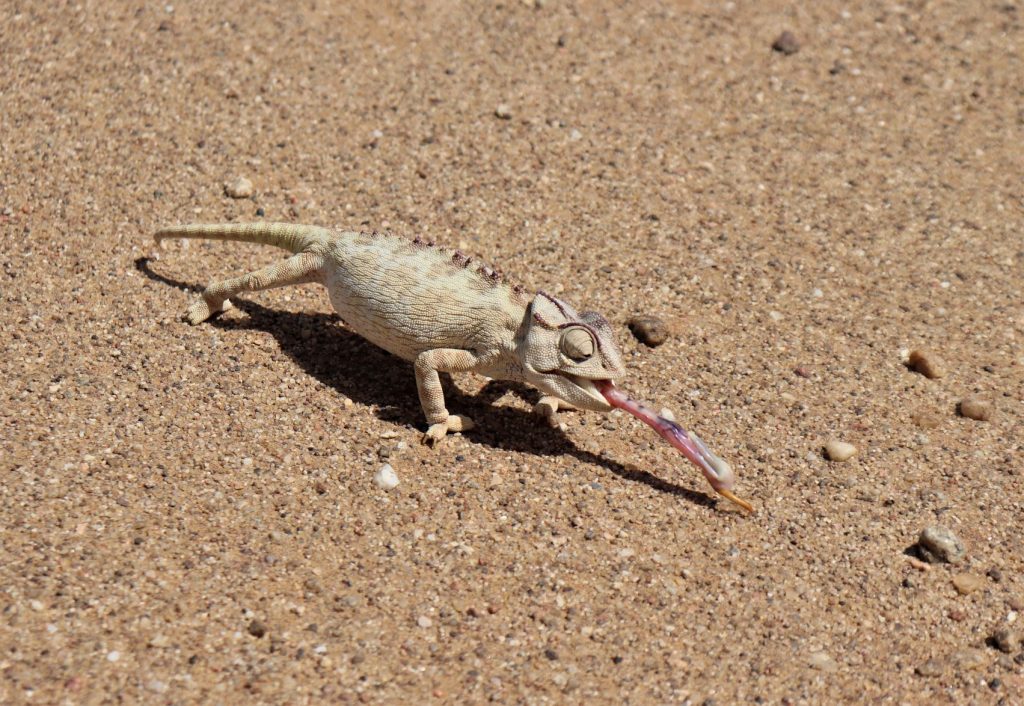 Namibia desert tour