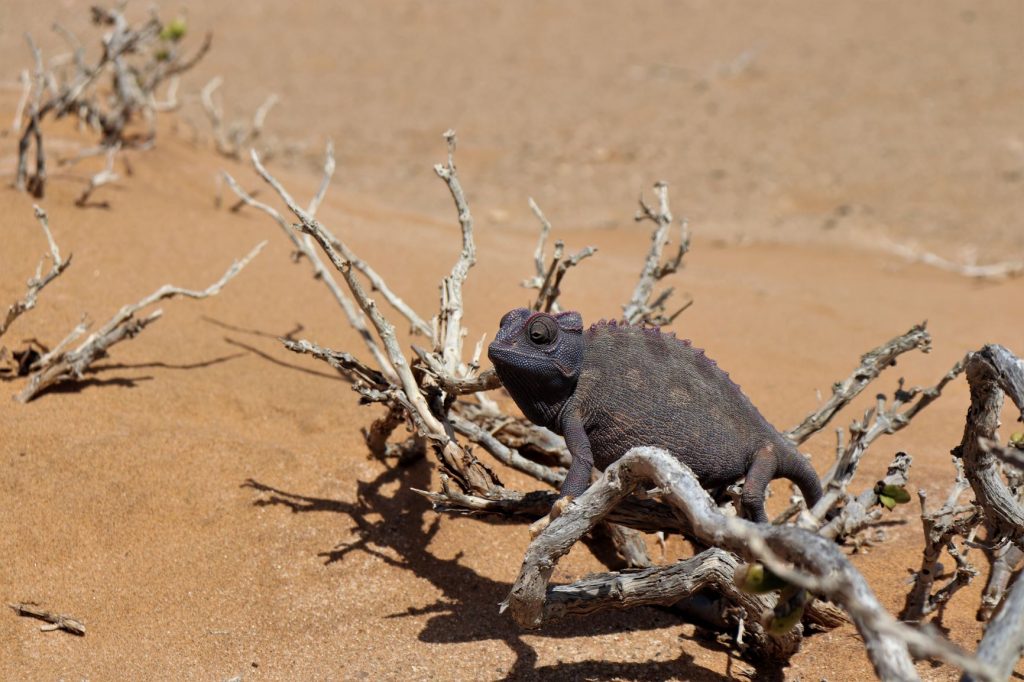 Namibia desert tour