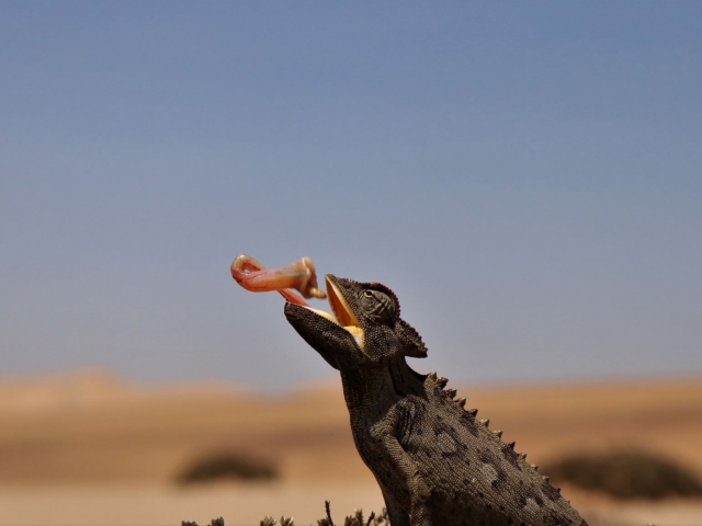 Desert tour namibia