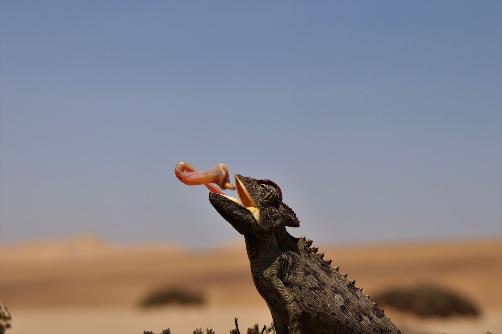 Namibia desert tour