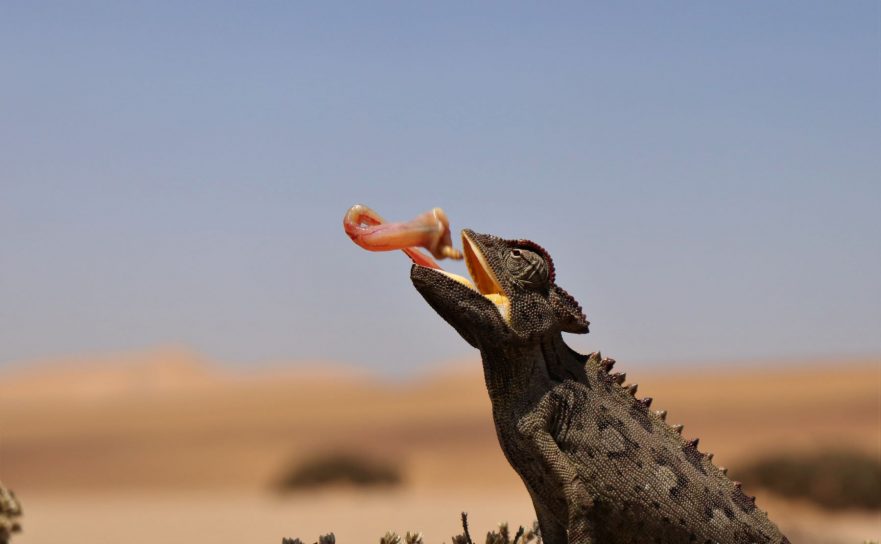 Desert tour Namibia, Swakopmund, chameleon