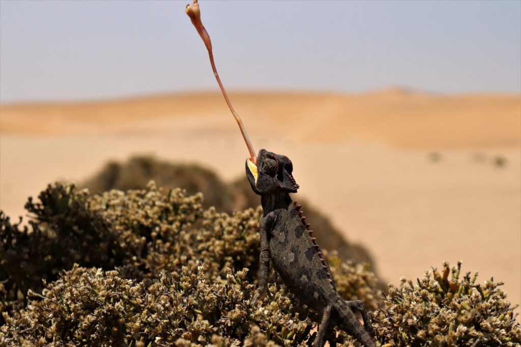 Namibia desert tour