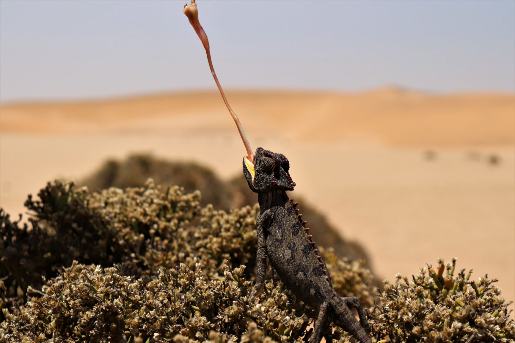 Chameleon, Swakopmund Living Desert tour, Namibia Family holiday