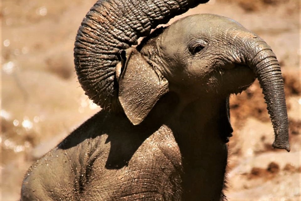 Addo Elephants – drama at the waterhole