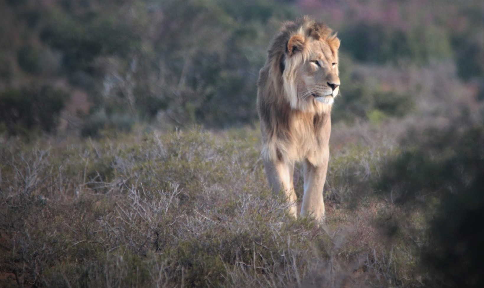 The lions of Addo Elephant Park