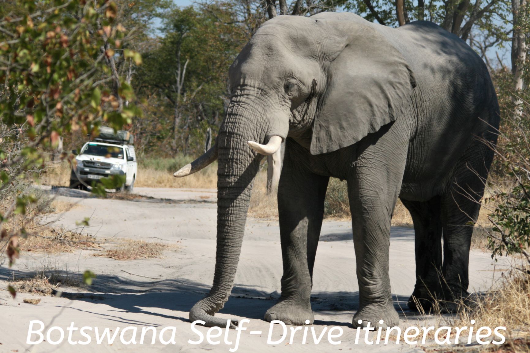 The words 'Botswana Self Drive itineraries' over a photo of a large elephants blocking the road so a four wheel drive self drive vehicle can't get past