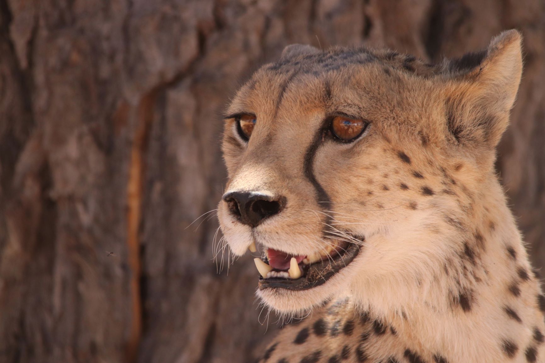 Spending Christmas Day 2017 with the Best Cheetah Mum in the World