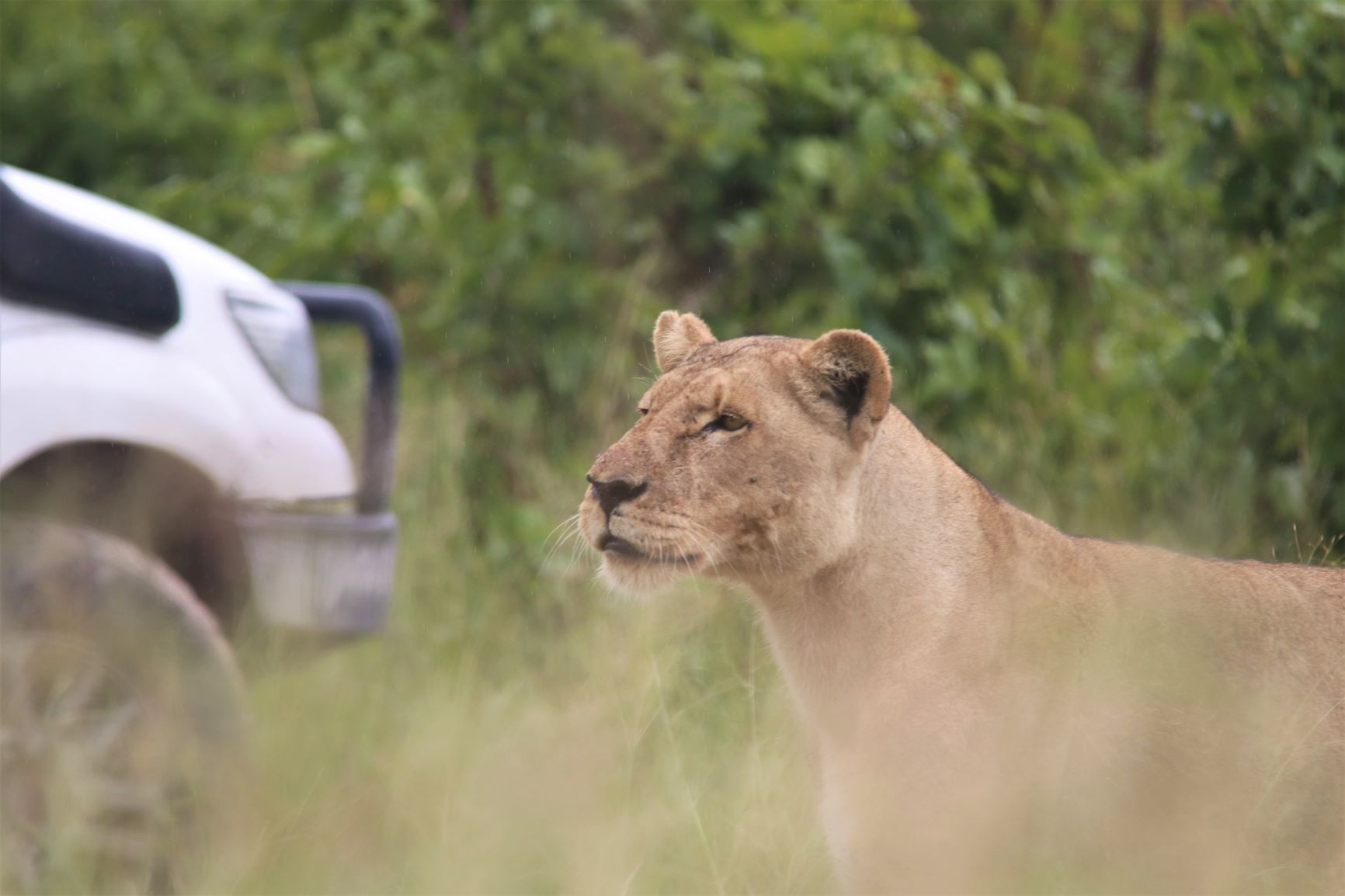 A curious lioness checking out a self drive vehicle in Savuti, Botswana