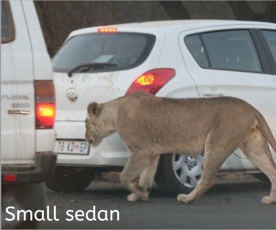 The words 'small sedan' over an image of a lioness walking behind a small self drive vehicle in Kruger National Park