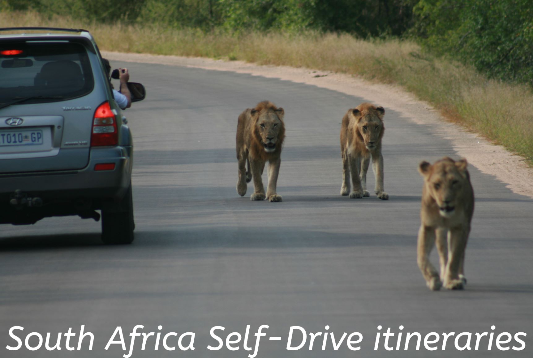 The words 'South Africa Self-Drive itineraries' over 3 lions walking past a self drive vehicle in Kruger National Park, South Africa