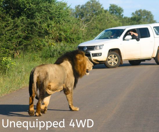 The words 'Unequipped 4WD' self drive set over an image of male lion in front of an unequipped 4WD in Kruger National Park, South Africa