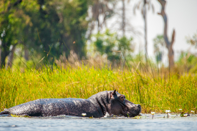 Okavango Delta hipp, Botswana