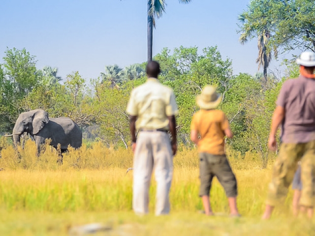 Delta Camp, Okavango Delta Family Tour, safari walks