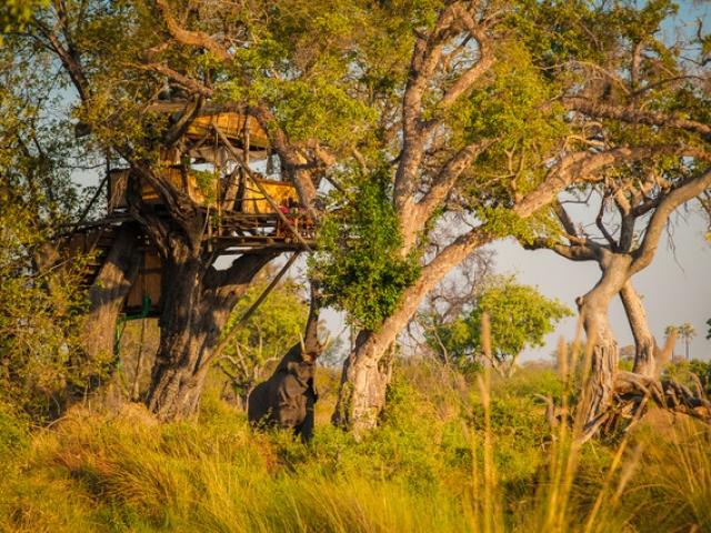 Delta Camp, Treehouse visitor, Okavango Delta Family Tour,