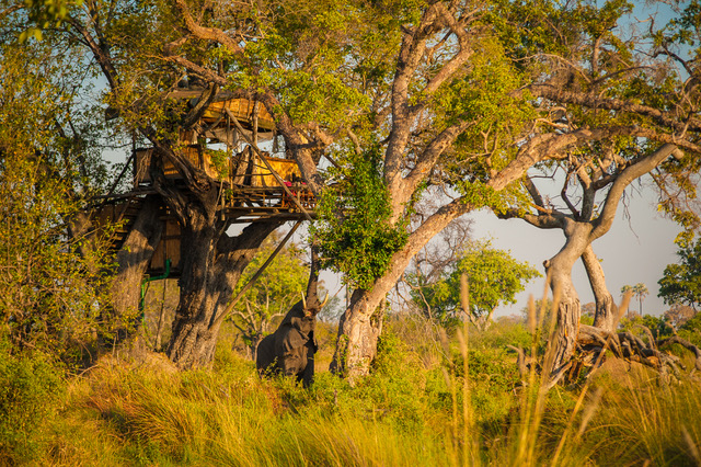 Delta Camp, Treehouse visitor, Okavango Delta Family Tour,