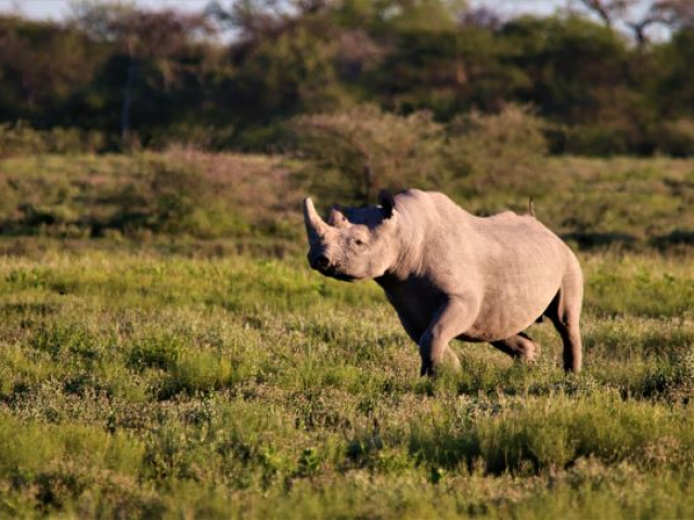 Etosha black rhino, Namibia