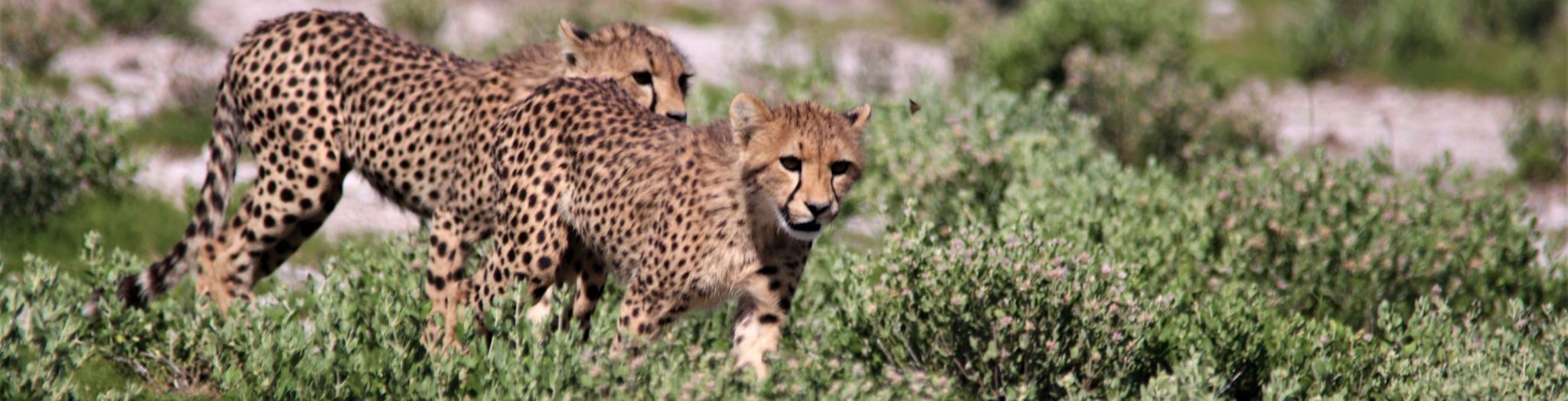 Cheetah, Etosha, Namibia