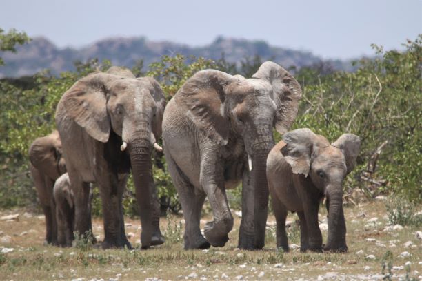 Etosha Elephants