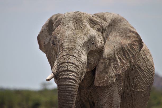 Etosha elephants, Namibia Family holiday