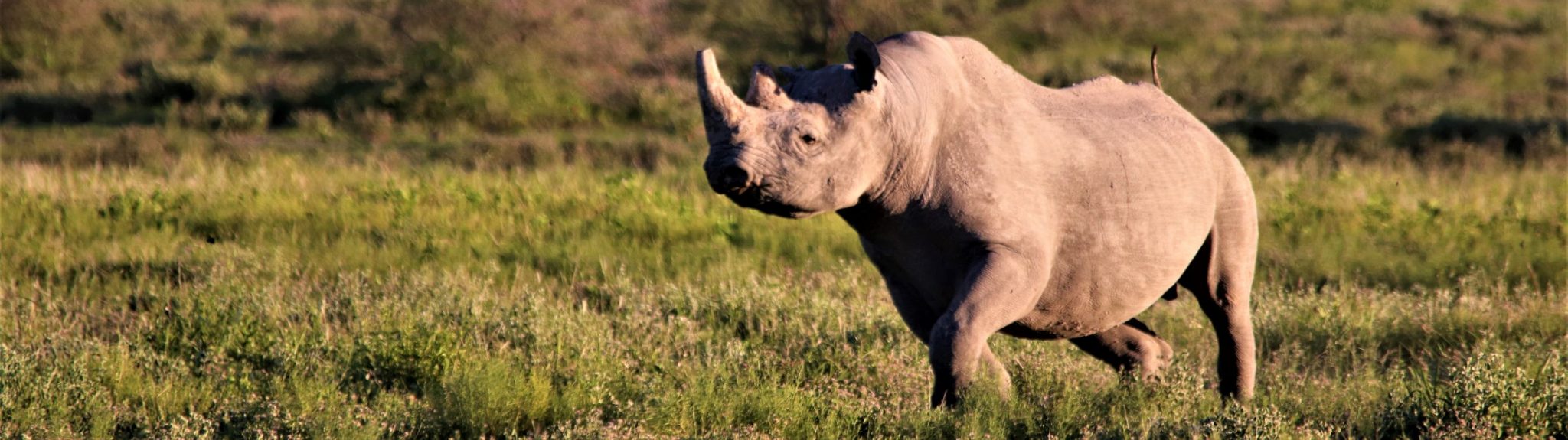 Black rhino, Etosha National Park, Namibia