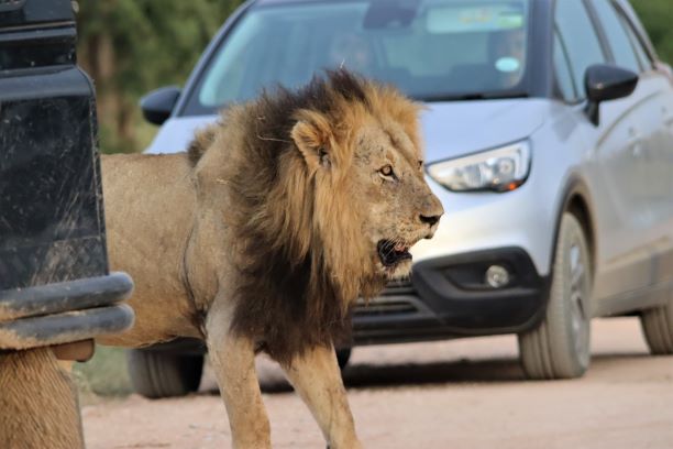 A lion crossing the road in front of a self drive vehicle in Kruger National Park, South Africa