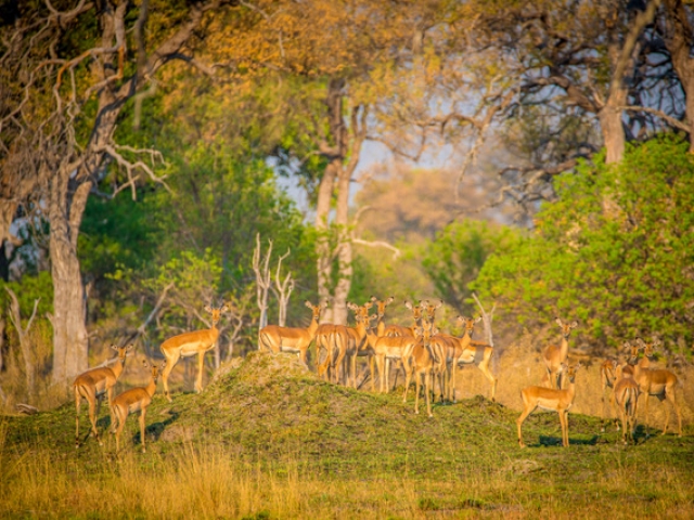 Delta Camp, Okavango Delta Family Tour, incredible wildlife