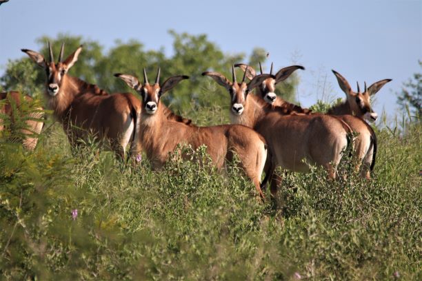 Roan antelope Khadoum National Park