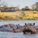 Kafue NP, Zambia, hippo in river