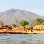 Kafue NP, Zambia, hippo in river