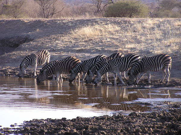 Visit South Africa, Madikwe Game Reserve