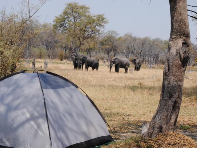 Mbudi Campsite, Khwai Community Trust, view wildlife from your campsite!