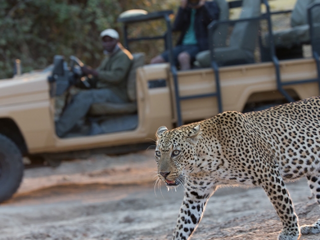 Track & Trail River Camp, South Luangwa, Game Drive