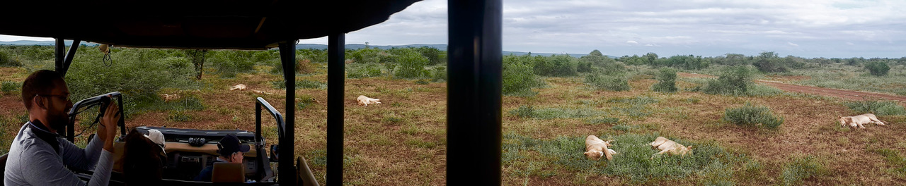 Sleeping lions on safari