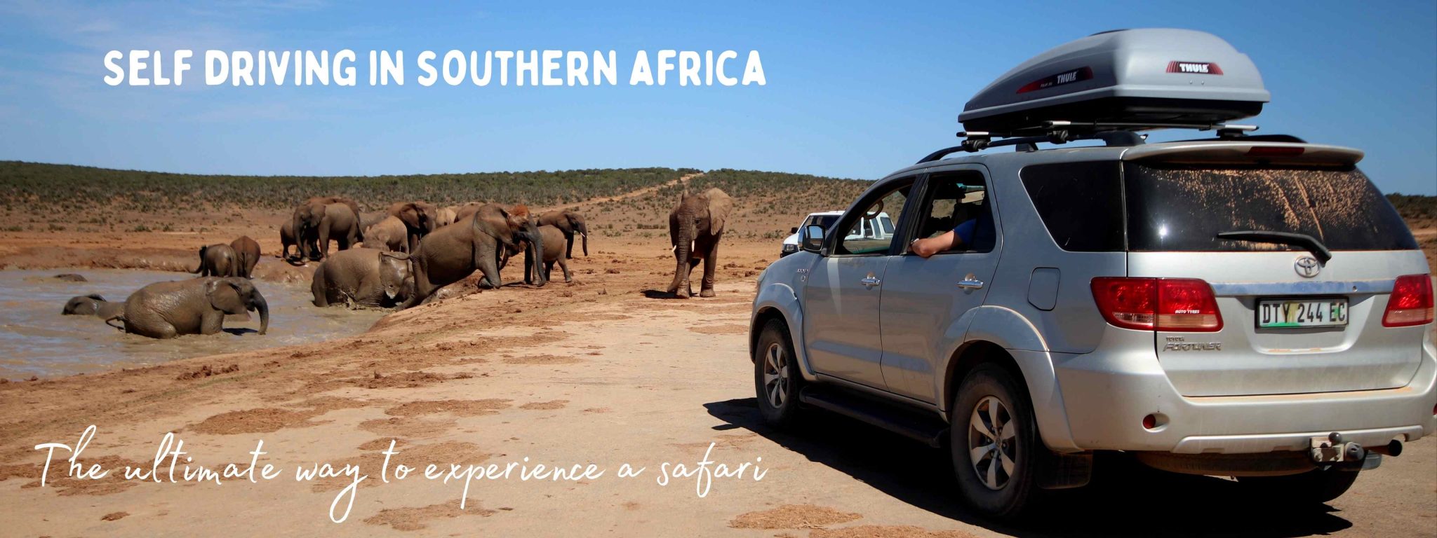 A self drive safari hire vehicle watch a herb of elephant getting out of a dam in Addo Elephant Park, South Africa