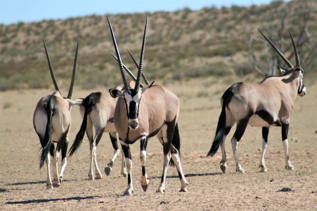 Self-Drive Cape to Windhoek, Sossusvlei