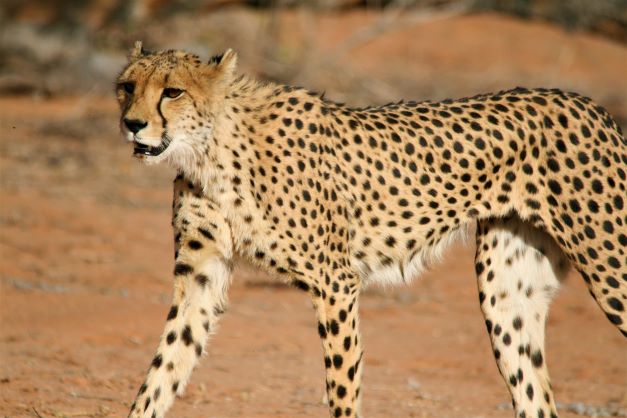 Self drive Kalahari cheetah