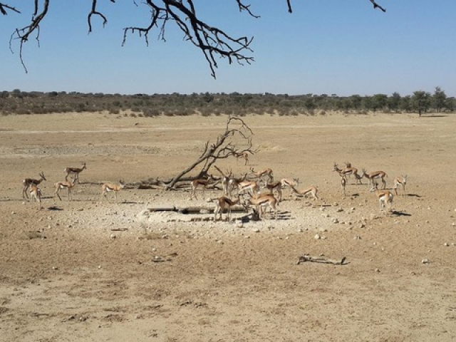 Magic of the Kalahari - Nossob Rest Camp, Kgalagadi, Waterhole