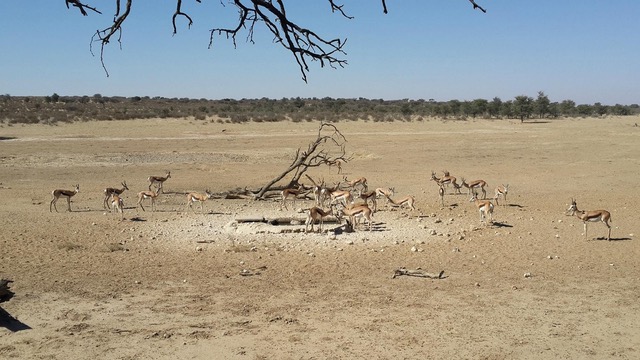 Magic of the Kalahari - Nossob Rest Camp, Kgalagadi, Waterhole