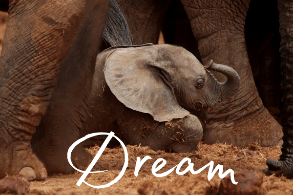 Gorgeous baby elephant sitting between its mum's legs in South Africa