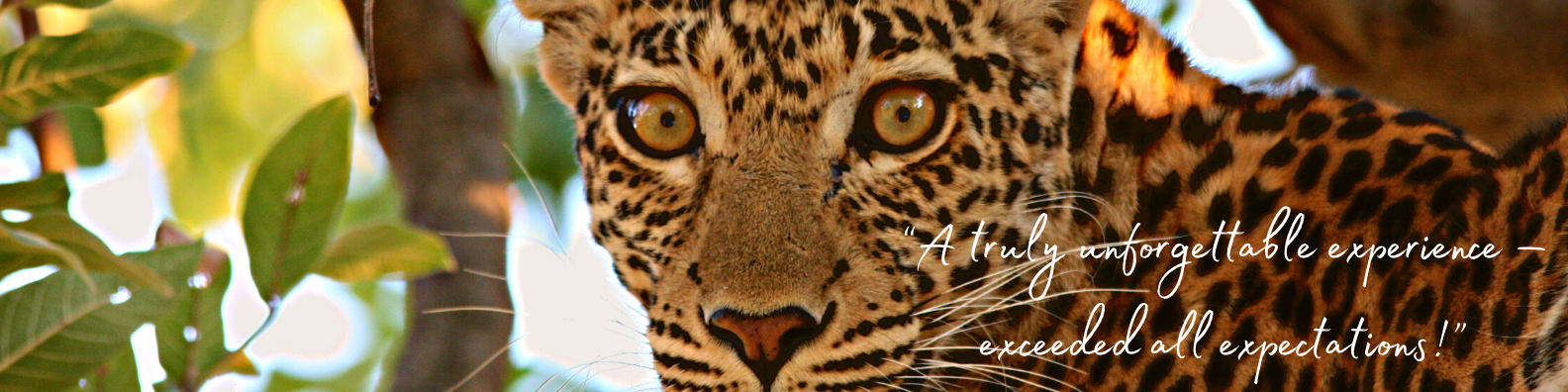 Leopard banner high res